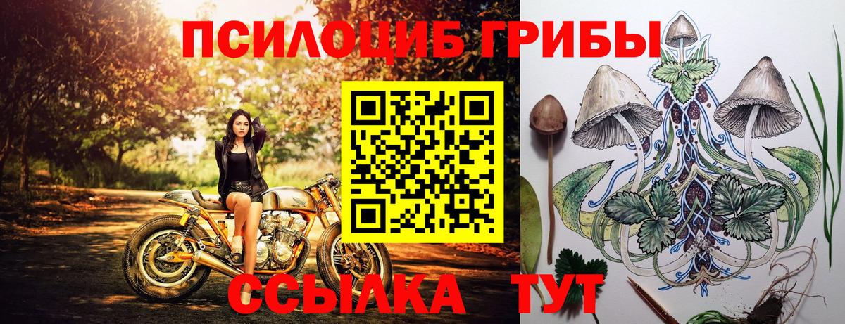 Псилоцибиновые грибы Psilocybine cubensis Гусиноозёрск